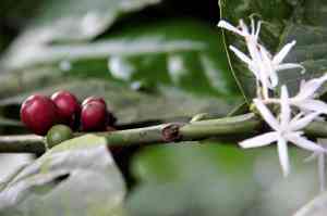 Coffee Berries and Flower. © Sarah Maria Schmidt